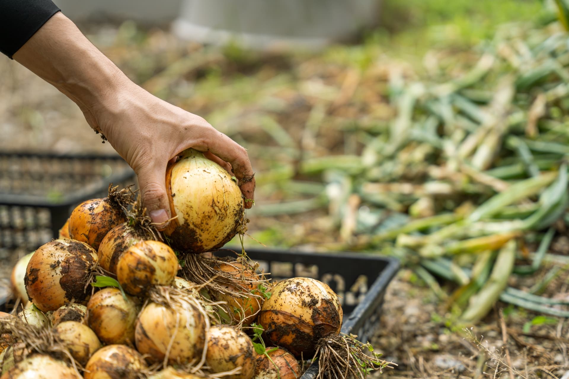 農業技術の提供